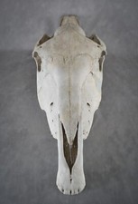 Draft horse skull for sale  Castle Rock