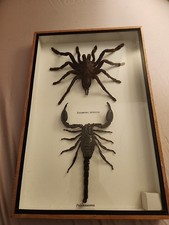 Framed eurypelma spinicrus for sale  Glenville