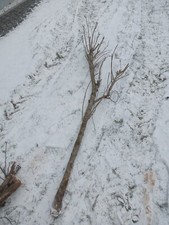 Ast strauch vogel gebraucht kaufen  Röhrnbach