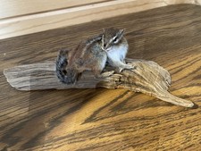 taxidermy raven for sale taxidermy raven for sale Keewatin