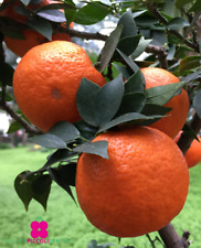 Pianta chinotto citrus usato  Montichiari
