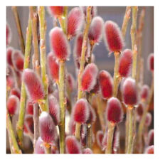 Salix gracilistyla mount for sale  HORSHAM
