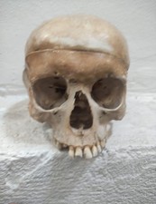 teschio umano usato  Parma