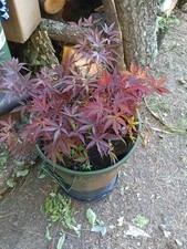 Bloodgood japanese maple for sale Bloodgood japanese maple for sale  Oregon City
