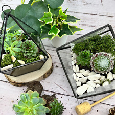 Complete terrarium kit for sale  RYTON