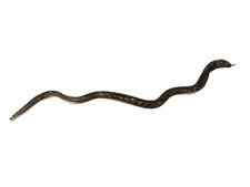 Handcrafted ceramic snake for sale  Elgin
