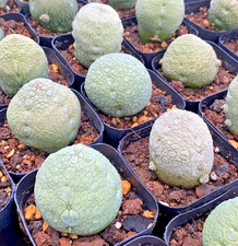 Random 1plants pseudolithos for sale  Shipping to United Kingdom