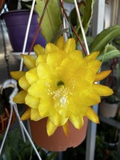 Epiphyllum yellow tang d'occasion  Châtenay-Malabry