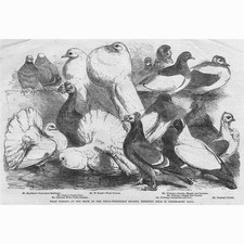 Prize pigeons philo for sale  GLASGOW