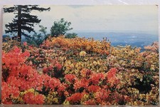 Usado, Cartão postal antigo vintage New Jersey NJ Lake Mohawk Greetings Flowers Field comprar usado  Enviando para Brazil