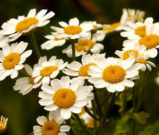 FEVERFEW Tanacetum Partenium - 10.000 semillas a granel segunda mano  Embacar hacia Argentina