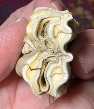 bison fossil for sale bison fossil for sale Iselin