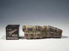 belemnite for sale  ROSSENDALE