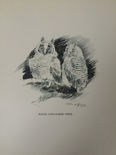 Antique print young for sale  TORRINGTON