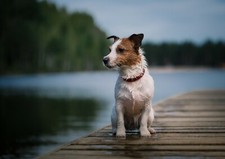 Cute jack russell for sale  SELBY