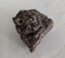 Crinoid sea lily for sale  SPALDING