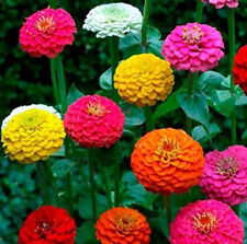 Zinnia elegans california for sale  CHIGWELL