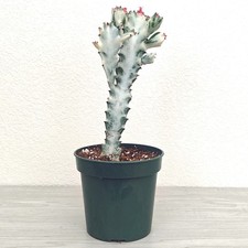 Cactus white ghost for sale  San Jose