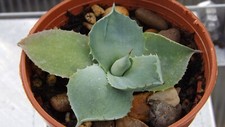 Agave potatorum non for sale  PETERHEAD