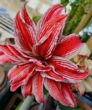 Rare amaryllis doublet for sale  Ladson