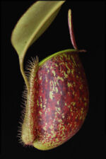 Nepenthes ampullaria tricolor usato  Italia