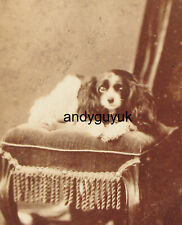 Cdv king charles for sale  CHESTERFIELD