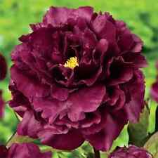 Semi peonia black usato  Trappeto