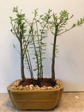 Inch potted bald for sale  Rotonda West
