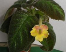 Episcia lilacina lemon for sale  Shipping to Ireland