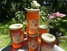 Miel châtaignier abeilles d'occasion  Pleumeur-Bodou