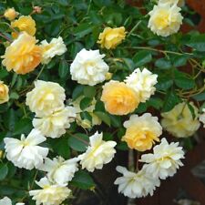Rose scentifall lemon for sale  UK