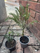 Taxus baccata tree for sale  BEXLEYHEATH