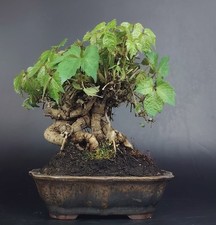 Shohin bonsai vite usato  Cison di Valmarino