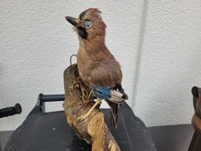 Tierpräparat eichelhäher hä gebraucht kaufen  Schelklingen