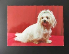 malteser hund gebraucht kaufen malteser hund gebraucht kaufen Borna