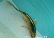 Gold black butterfly for sale  Salt Lake City