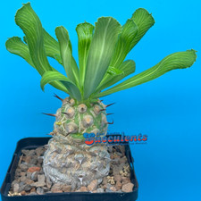 Euphorbia venefica live for sale  Austin