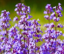 200x catnip nepeta for sale  DEWSBURY