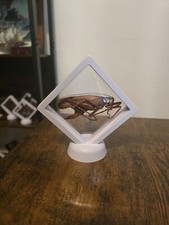 Insecte sauterelle géante d'occasion  Auch