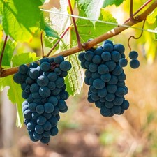 Vitis boskoop glory d'occasion  Pouzauges