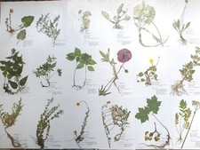 Herbarium pflanzen wurzel gebraucht kaufen  Regensburg