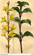 Revue Horticole Fleur Forsythia suspensa Décoration Lithographie XIXe comprar usado  Enviando para Brazil