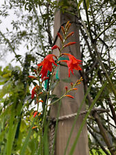 Red crocosmia flower for sale  Saint Augustine