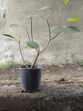 Pianta plumeria pomelia usato  Giarre