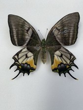 Entomologie teinopalpus aureus gebraucht kaufen  Marienmünster