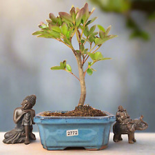 Azalea bonsai tree for sale  LEEDS