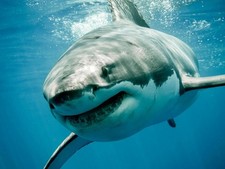 Great white shark for sale  USA
