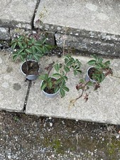 Pathenocissus henryana plants for sale Pathenocissus henryana plants for sale  NEWRY