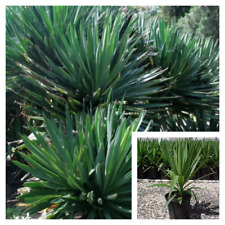 Yucca elephantipes plant for sale  Modesto
