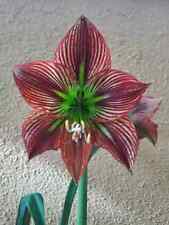 Hippeastrum apn6 devil usato  Bagnoregio